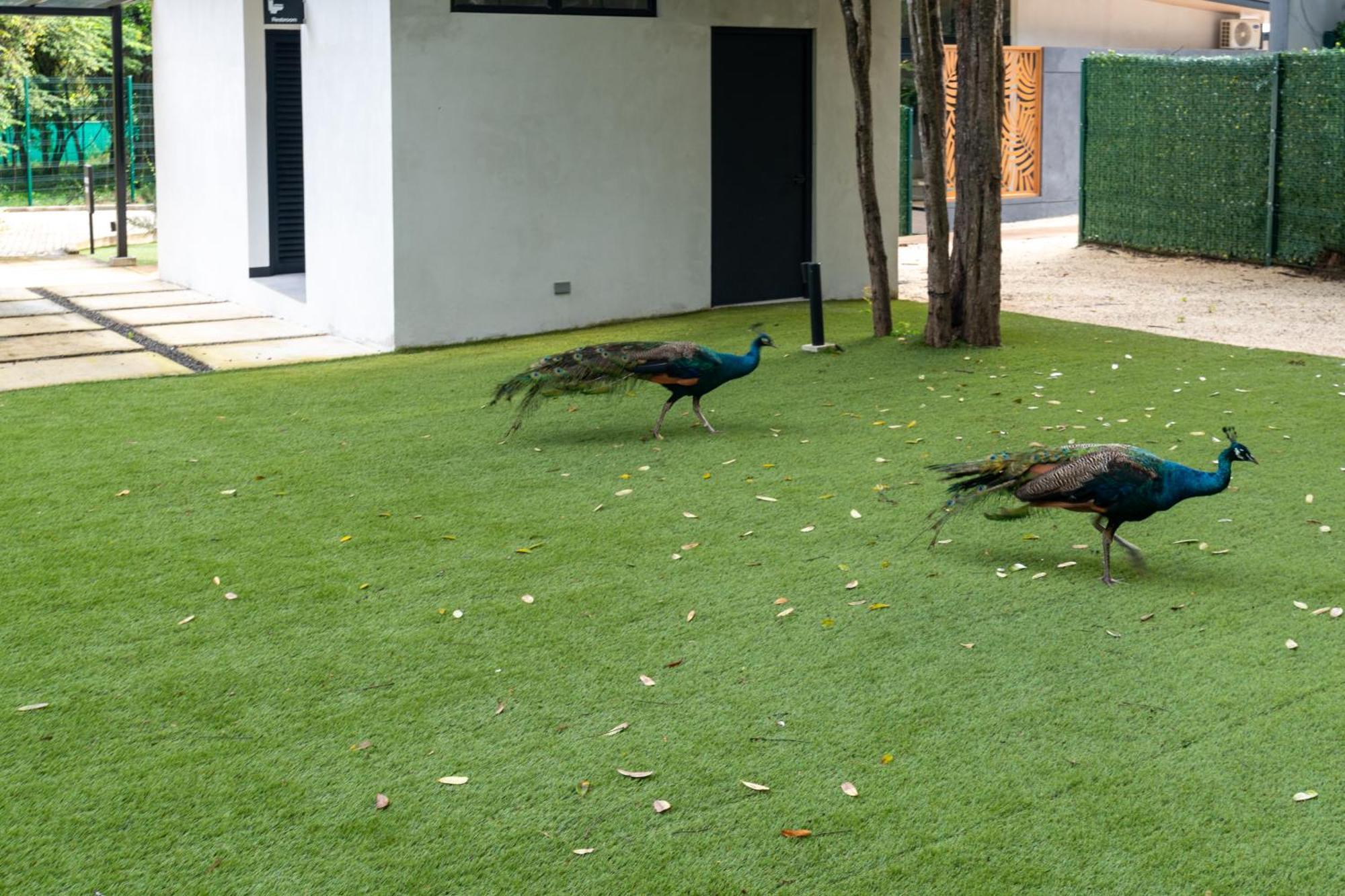 Villarreal Epic Tamarindo Boutique Hotel מראה חיצוני תמונה